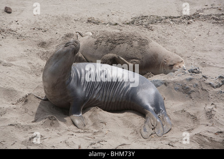 Le guarnizioni di tenuta di elefante posa su un California centrale muta in spiaggia Foto Stock