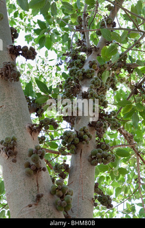 Cluster Fig Tree (Ficus racemosa). Noto anche come cluster fico o Goolar Fig Foto Stock