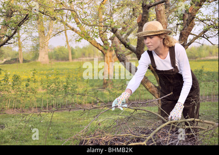 Giovane donna pulizia di rami di alberi in Orchard Foto Stock