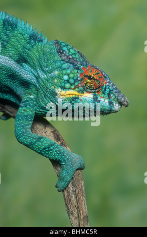 Panther Chameleon (maschio), Furcifer pardalis, Madagascar Foto Stock