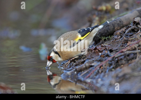 Unione Cardellino bere da uno stagno Foto Stock