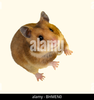 Goldhamster (mesocricetus auratus) in studio contro uno sfondo bianco. Foto Stock