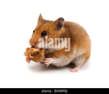 Goldhamster (mesocricetus auratus) in studio contro uno sfondo bianco. Foto Stock