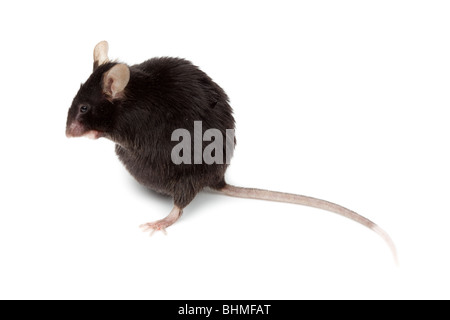 Elegante mouse nero in studio contro uno sfondo bianco. Foto Stock