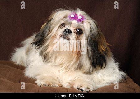 Shih-tzu cane ritratto, femmina otto mesi di età Foto Stock