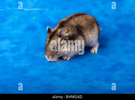 Bianco inverno russo criceto nano in studio contro uno sfondo blu. Foto Stock