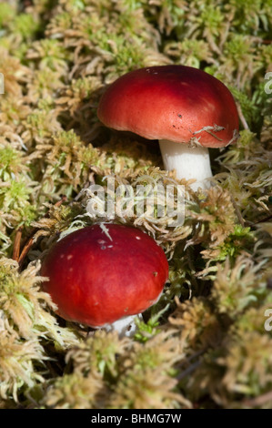 Sickener (Russula emetica) Foto Stock