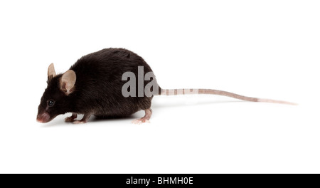 Elegante mouse nero in studio contro uno sfondo bianco. Foto Stock