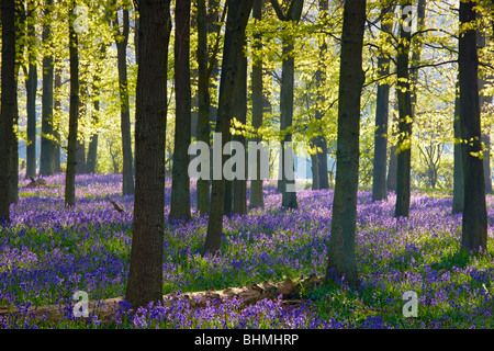 La luce del sole lo streaming attraverso gli alberi, la tettoia disinnescare la luce che raggiunge il tappeto di bluebells sul pavimento del bosco. Foto Stock