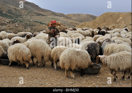 Pastore beduino in Giordania Foto Stock