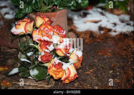 Coperte di neve rose arancione nel cimitero Foto Stock