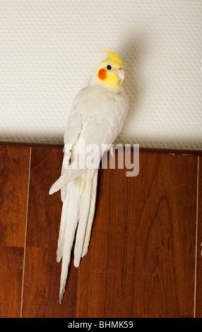 Il maschio di un pappagallo Cacatua siede su una parete di una stanza. Foto Stock