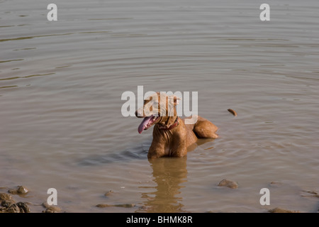 Rifugio dog sitter in acqua raffreddamento in un giorno caldo in Tenerife Foto Stock