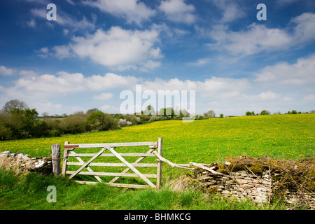 Ranuncolo prato in Cotswolds vicino Daneway, Gloucestershire, Inghilterra. Molla (aprile) 2009 Foto Stock