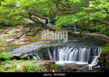 Il Nedd Fechan River a Horseshoe Falls, Parco Nazionale di Brecon Beacons, DI MID GLAMORGAN, GALLES, UK. Per il periodo estivo (Giugno) 2009 Foto Stock