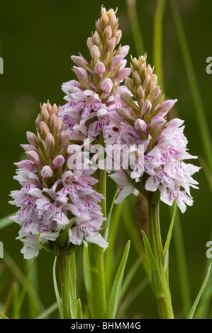 Common Spotted Orchid (Dactylorrhiza fuchsi), gruppo di tre fiori Foto Stock