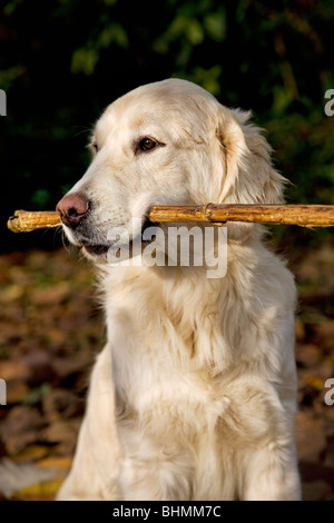 Golden Retriever (Canis lupus familiaris) con bastone in bocca Foto Stock