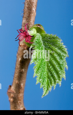 Comune di nocciolo (Corylus avellana) ramo con amenti femmina e foglia di molla, Belgio Foto Stock