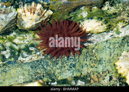 Anemone Beadlet (Actinia equina) e comuni limpet Foto Stock