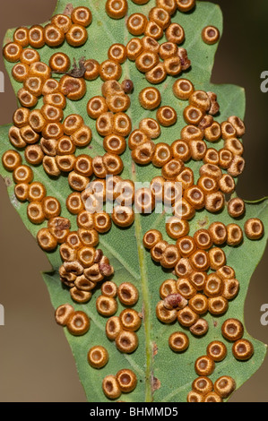 Pulsante di seta Spangle fiele (Neuroterus numismalis), sulla Quercia comune Foto Stock