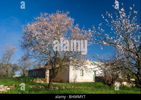 Il Portogallo, Algarve, mandorla blossom in campagna, con una vecchia casa colonica, nei pressi di Albufeira Foto Stock