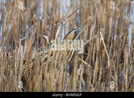 Tarabuso Botaurus stellaris pesca adulti in letto reed Foto Stock