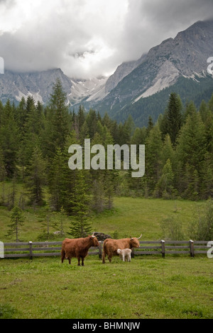 Highland Bovini, Val di Sesto, Dolomiti, Italia Foto Stock