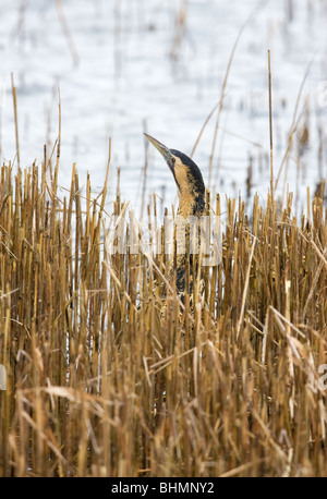 Tarabuso Botaurus stellaris pesca adulti in letto reed Foto Stock