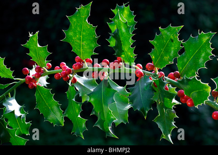 Unione Holly (Ilex aquifolium) rosse bacche e foglie, Belgio Foto Stock