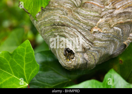 Unione hornet (Vespa crabro) nido nella struttura ad albero, Belgio Foto Stock