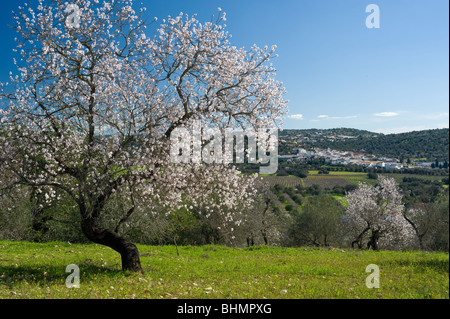 Il Portogallo, Algarve, mandorla blossom in campagna, la navigazione da Albufeira Foto Stock