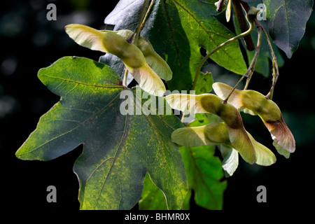 Acero campestre / Hedge Maple (Acer campestre) con frutta, Belgio Foto Stock