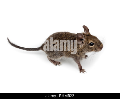 Degu comune o Brush-Tailed ratto (Octodon degus) in studio contro uno sfondo bianco. Foto Stock