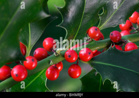 Unione Holly (Ilex aquifolium) rosse bacche e foglie, Belgio Foto Stock