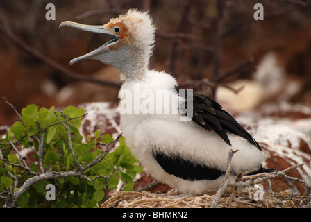 Baby Frigatebird su Seymour Norte delle Isole Galapagos nell'Oceano Pacifico Foto Stock