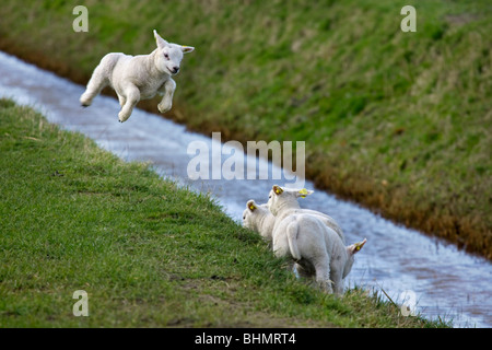 Texel domestiche ovina (Ovis aries) agnelli a saltare e giocare nel prato, Paesi Bassi Foto Stock