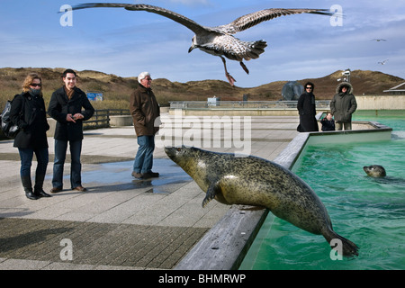 I turisti alla ricerca di guarnizioni di tenuta nella guarnizione riparo Ecomare, Texel, Paesi Bassi Foto Stock