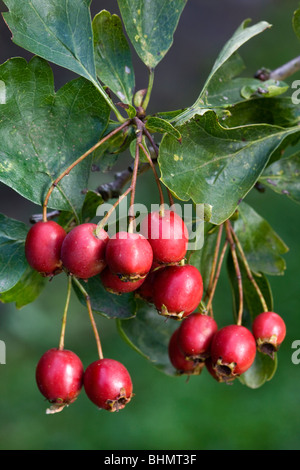 Biancospino (Crataegus monogyna) che mostra le foglie e bacche rosse, Belgio Foto Stock