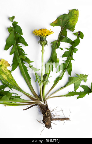 Comune di tarassaco (Taraxacum officinale), giallo fiori selvatici in fiore su sfondo bianco Foto Stock