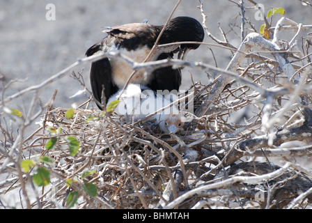 Magnifica Frigatebird con il bambino nel nido Foto Stock