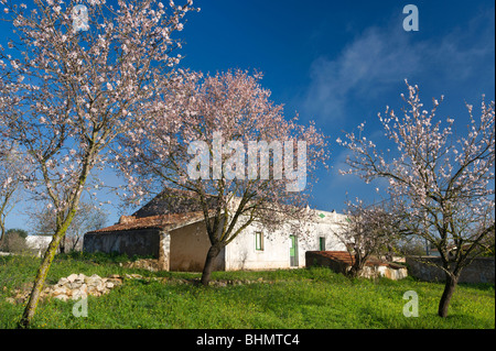 Il Portogallo, Algarve, mandorla blossom in campagna con una vecchia casa colonica, nei pressi di Albufeira Foto Stock