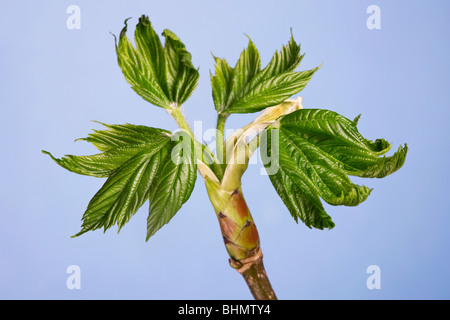 Sycamore Maple (Acer pseudoplatanus) bud with new leaves Foto Stock