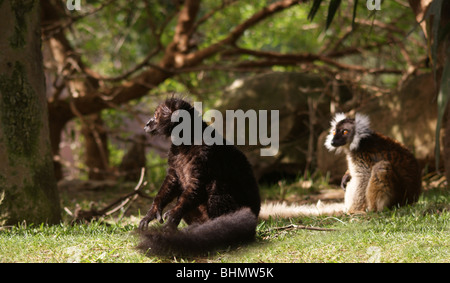 Un nero e un giardino zoologico RINGTAIL MADAGASCAN specie in via di estinzione due LEMUR seduti insieme tra gli alberi Foto Stock