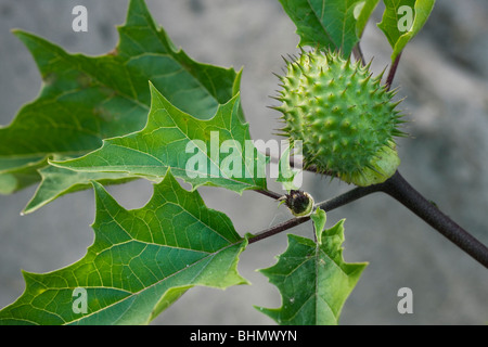 Thorn Apple / Jimson Weed / Datura (Datura stramonium) capsule spinoso Foto Stock