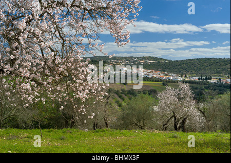 Il Portogallo, Algarve, mandorla blossom nella campagna di navigazione da Albufeira Foto Stock