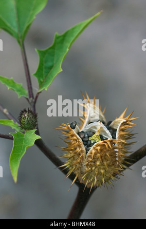 Thorn Apple / Jimson Weed / Datura (Datura stramonium) aprire la capsula spinosa Foto Stock