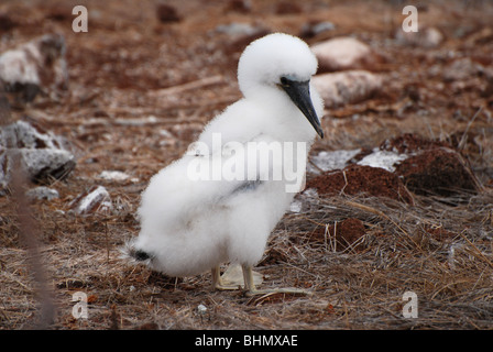 Blue Footed Booby ( sula nebouxii ) chick in isole Galapagos Foto Stock