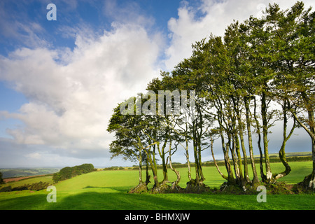 Exmoor beech hedge in un campo, il Parco Nazionale di Exmoor, Devon, Inghilterra, Regno Unito. In estate (Luglio) 2009 Foto Stock