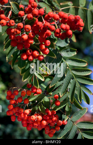 Unione Rowan (Sorbus aucuparia) che mostra le foglie e bacche rosse Foto Stock