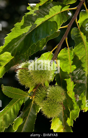 Sweet Chestnut / Marron (Castanea sativa) che mostra le foglie e i cartocci contenenti i dadi Foto Stock